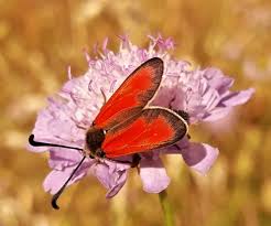 Attēlu rezultāti vaicājumam “Zygaena sp.”