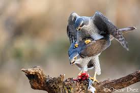 Attēlu rezultāti vaicājumam “Accipiter gentilis”