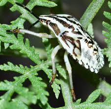 Attēlu rezultāti vaicājumam “Carpocoris sp. nymph”