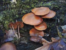 Attēlu rezultāti vaicājumam “Galerina marginata”