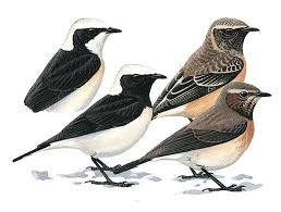 Image result for Oenanthe pleschanka