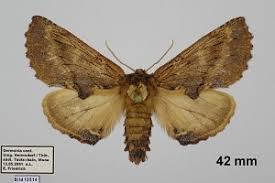 Attēlu rezultāti vaicājumam “Ptilodon capucina larva”