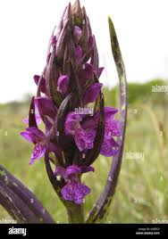 Attēlu rezultāti vaicājumam “Dactylorhiza cruenta”