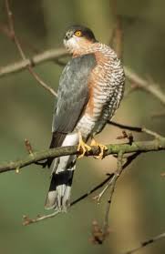 Attēlu rezultāti vaicājumam “Accipiter nisus male”