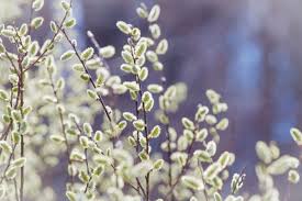 Attēlu rezultāti vaicājumam “Salix x doniana flower”