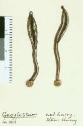 Attēlu rezultāti vaicājumam “Geoglossum sp.”