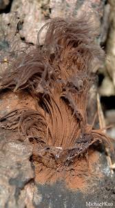 Attēlu rezultāti vaicājumam “Stemonitis marjana spores”