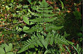 Attēlu rezultāti vaicājumam “Gymnocarpium robertianum”