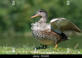 Attēlu rezultāti vaicājumam “Anas strepera female”