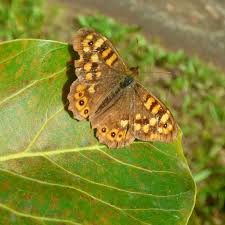 Attēlu rezultāti vaicājumam “Pararge aegeria”