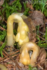 Attēlu rezultāti vaicājumam “Monotropa hypopitys flower”