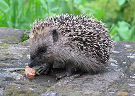 Image result for Igel