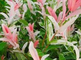 Attēlu rezultāti vaicājumam “Salix repens subsp. rosmarinifolia”