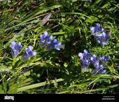 Attēlu rezultāti vaicājumam “Gentiana pneumonanthe leaf”