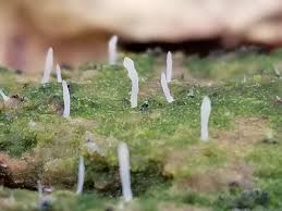 Attēlu rezultāti vaicājumam “Multiclavula mucida”