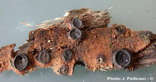 Attēlu rezultāti vaicājumam “Biscogniauxia marginata”