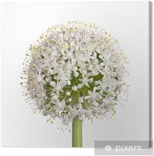 Attēlu rezultāti vaicājumam “Allium cepa flower”