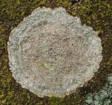 Attēlu rezultāti vaicājumam “Pertusaria albescens”