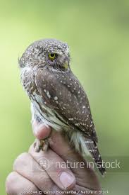Attēlu rezultāti vaicājumam “Glaucidium passerinum adult”