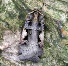 Attēlu rezultāti vaicājumam “Xestia c-nigrum”