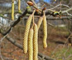 Attēlu rezultāti vaicājumam “Corylus avellana male flower”