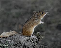 Attēlu rezultāti vaicājumam “Apodemus agrarius”