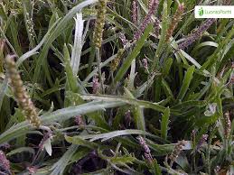 Attēlu rezultāti vaicājumam “Plantago uniflora”