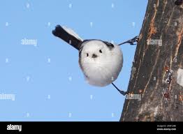 Attēlu rezultāti vaicājumam “Aegithalos caudatus”