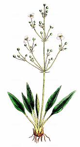 Attēlu rezultāti vaicājumam “Alisma lanceolatum”