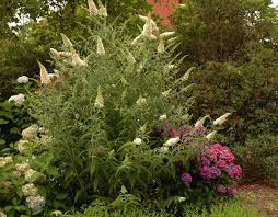 Image result for Buddleja davidii