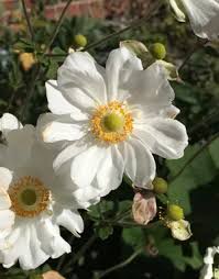 Attēlu rezultāti vaicājumam “Anemone sylvestris flower”