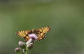 Attēlu rezultāti vaicājumam “Argynnis laodice underside”