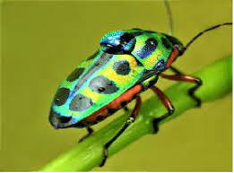 Attēlu rezultāti vaicājumam “Heteroptera”