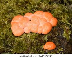 Attēlu rezultāti vaicājumam “Lycogala conicum young”