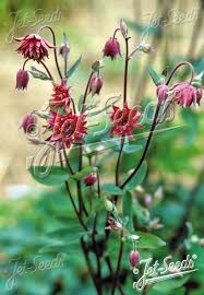 Attēlu rezultāti vaicājumam “Aquilegia vulgaris bud”