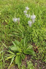 Attēlu rezultāti vaicājumam “Plantago media”