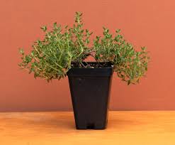 Image result for Thymus vulgaris