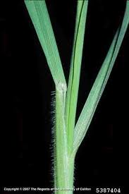 Image result for Secale cereale