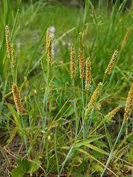 Attēlu rezultāti vaicājumam “Alopecurus aequalis flower”