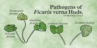 Attēlu rezultāti vaicājumam “Urocystis anemones spores”