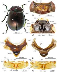 Attēlu rezultāti vaicājumam “Coleoptera”