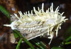 Attēlu rezultāti vaicājumam “Akanthomyces aculeatus”