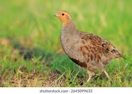 Attēlu rezultāti vaicājumam “Perdix perdix”