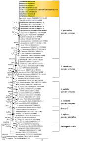 Attēlu rezultāti vaicājumam “Ophiostoma polyporicola”
