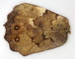 Attēlu rezultāti vaicājumam “Pararge aegeria underside”