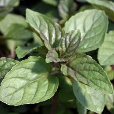 Image result for Mentha piperita