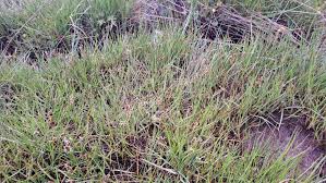 Attēlu rezultāti vaicājumam “Blysmus compressus flower”