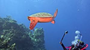 Image result for Seabug Divers
