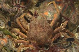 Image result for Hyas araneus