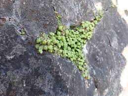 Attēlu rezultāti vaicājumam “Preissia quadrata”